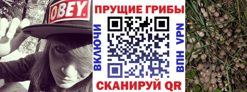 Псилоцибиновые грибы мицелий купить наркотики сайты Болхов